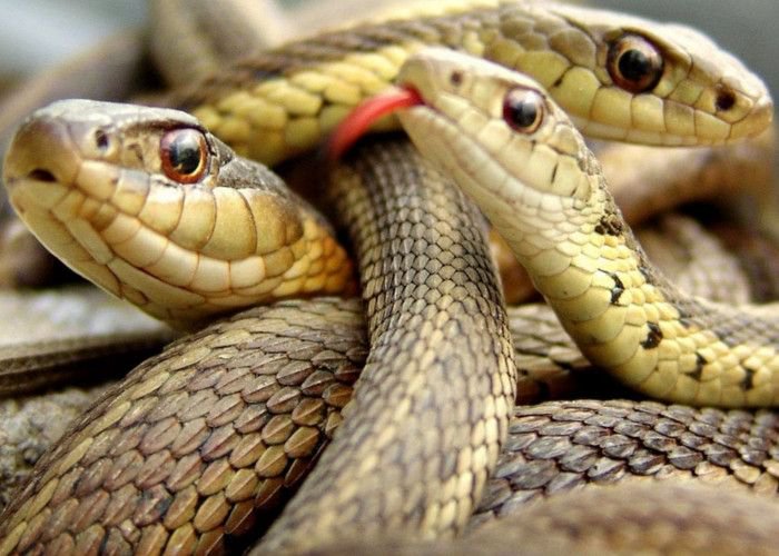 Snakes-Park-Jashpur
