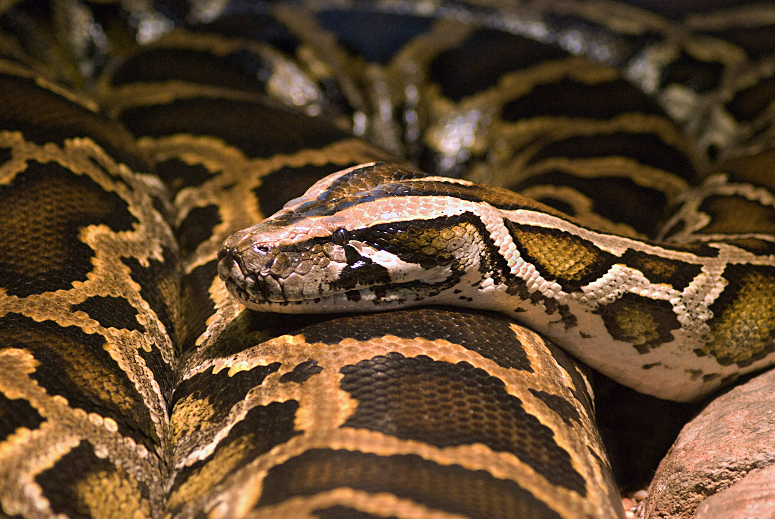 burmese-scaled