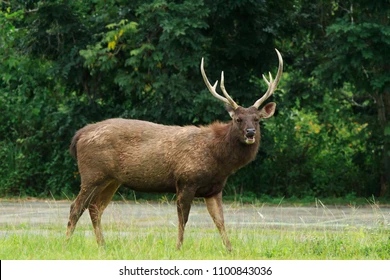 sambar-deer-male-look-camera-260nw-1100843036